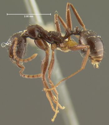 Media type: image; Entomology 22873   Aspect: habitus lateral view